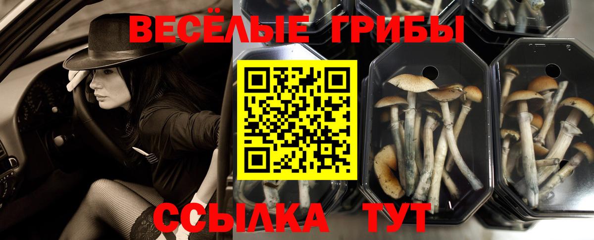 Псилоцибиновые грибы Psilocybe Орехово-Зуево